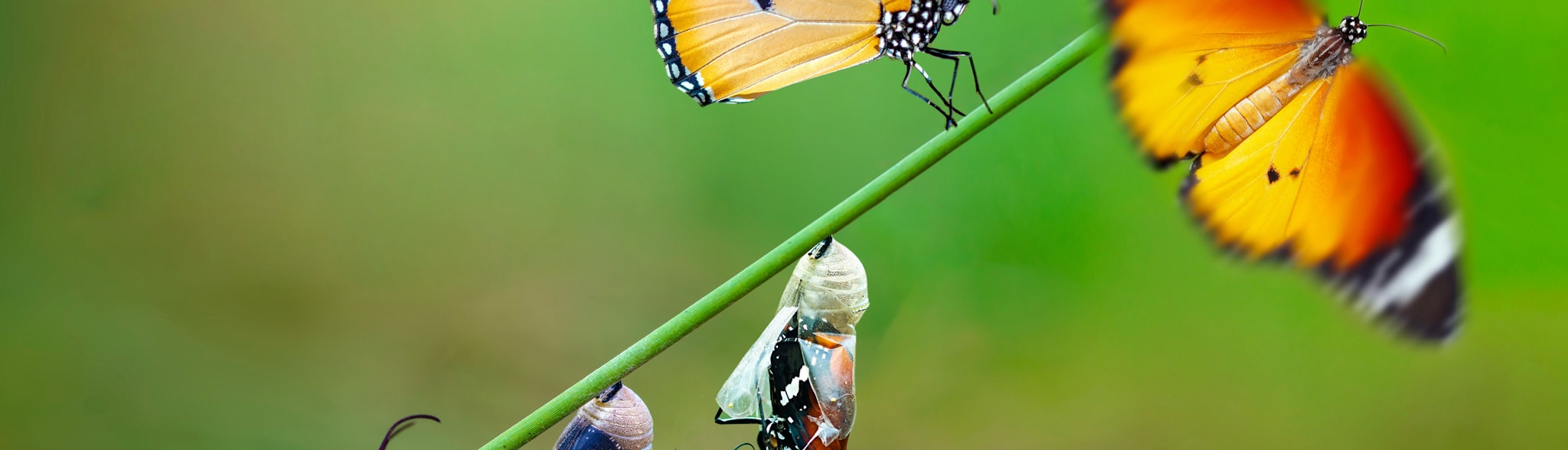 Papillons en transition